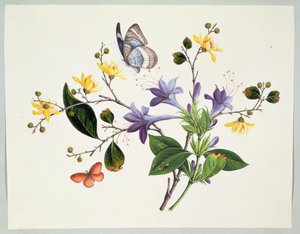 Blomsterstudier och insekter